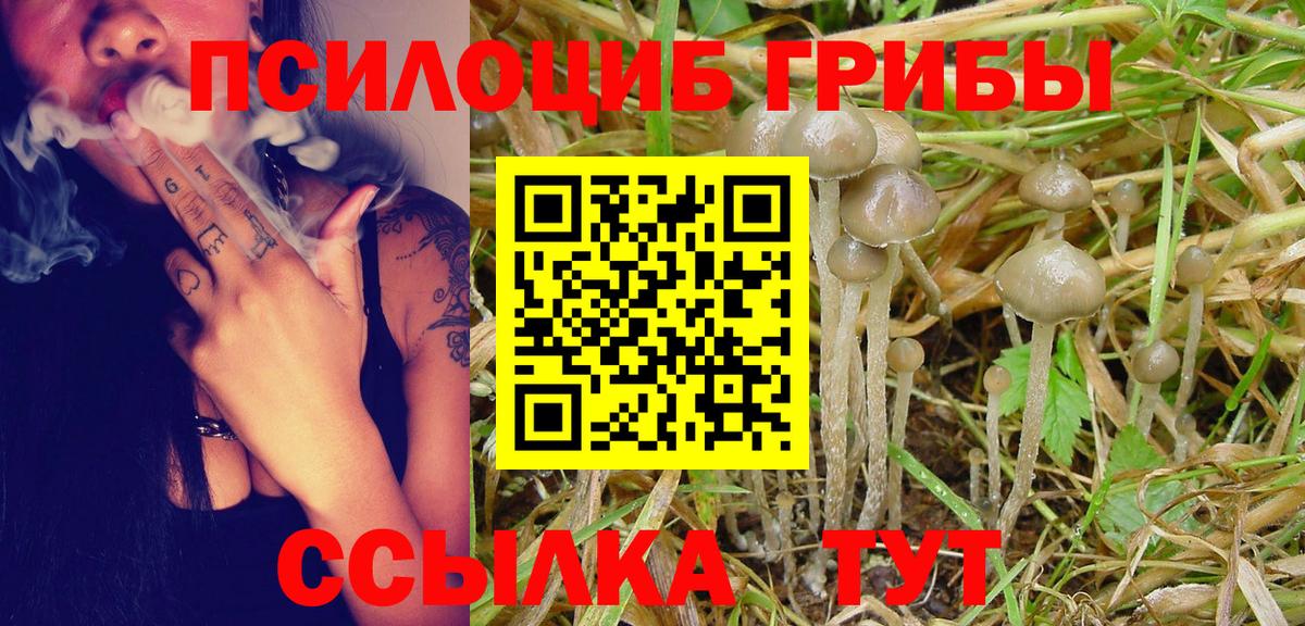 Галлюциногенные грибы Psilocybe Омск